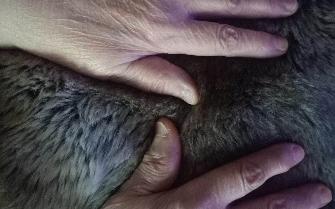 Las Manos de mi Madre