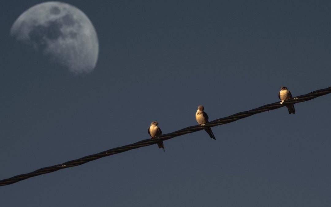 Volverán las Oscuras Golondrinas de Gustavo Adolfo Bécquer