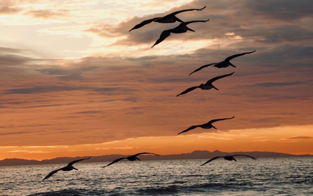 Soy Consciente y tengo Conciencia